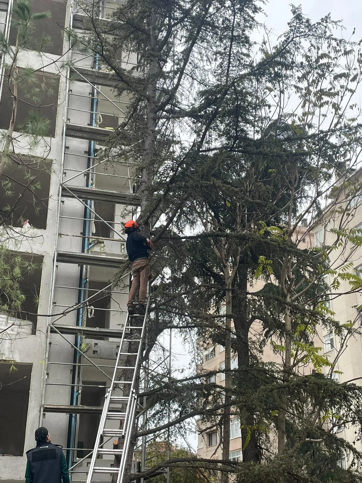 Bina cephesindeki yüksek ağaçta merdiven üzerinden budama çalışması